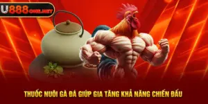 U888 chia sẽ những loại thuốc nuôi gà đá hiệu quả