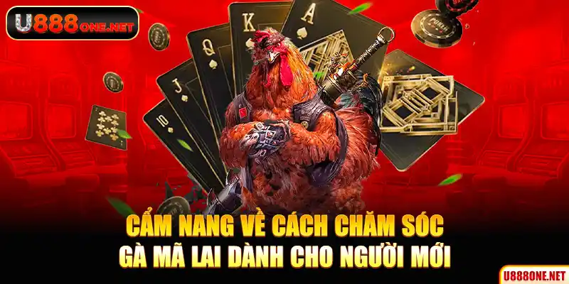 Cẩm nang về cách chăm sóc gà Mã Lai dành cho người mới