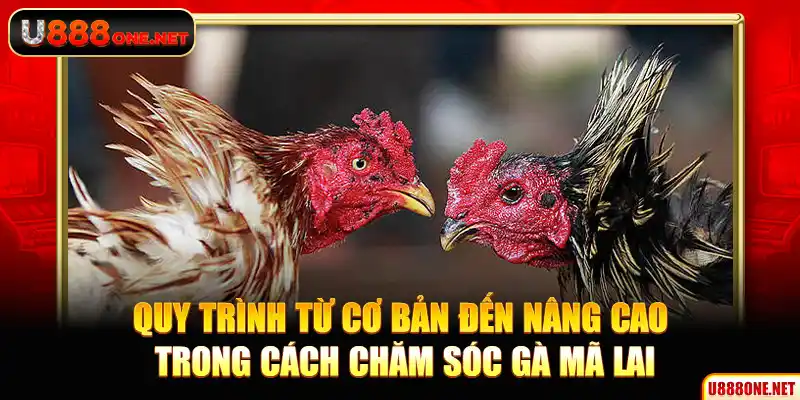 Quy trình từ cơ bản đến nâng cao trong cách chăm sóc gà Mã Lai