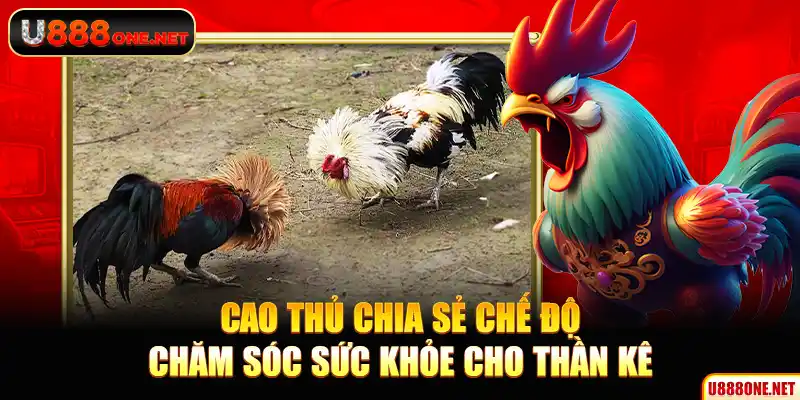 Cao thủ chia sẻ chế độ chăm sóc sức khỏe cho thần kê