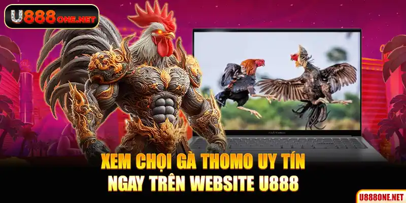 Xem chọi gà Thomo uy tín ngay trên website U888